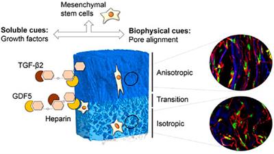 Current Insights Into the Maintenance of Structure and Function of Intervertebral Disc: A Review of the Regulatory Role of Growth and Differentiation Factor-5